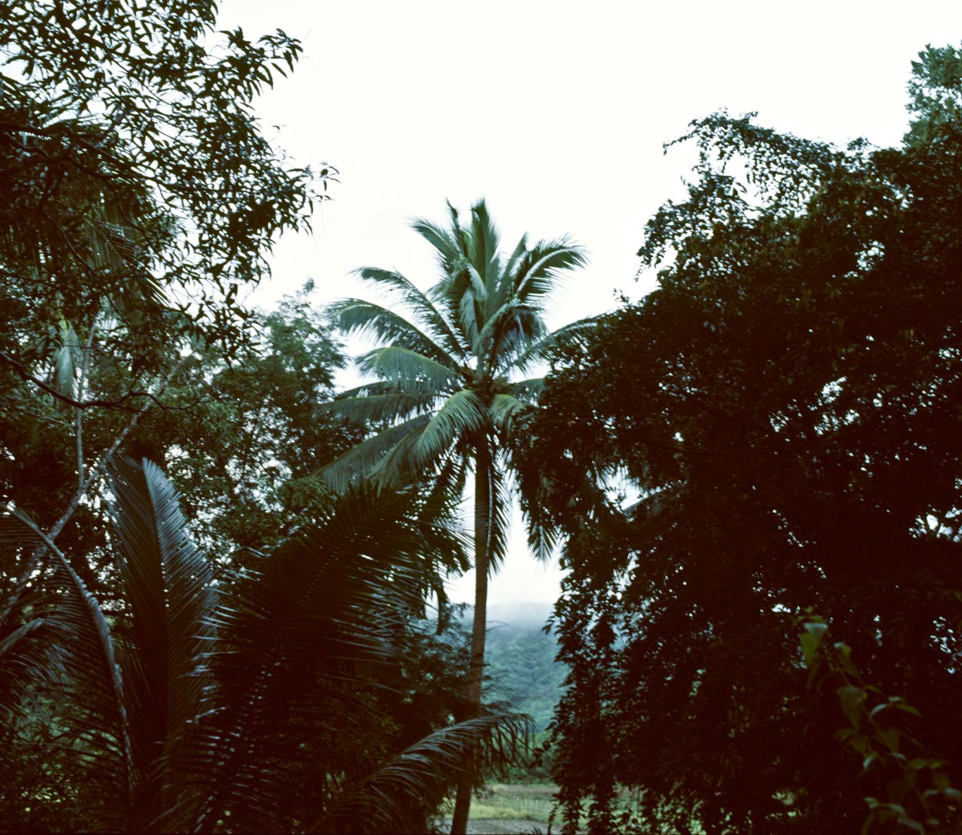 Auf Reise, Jungle, Urwald, Apokalypse Now