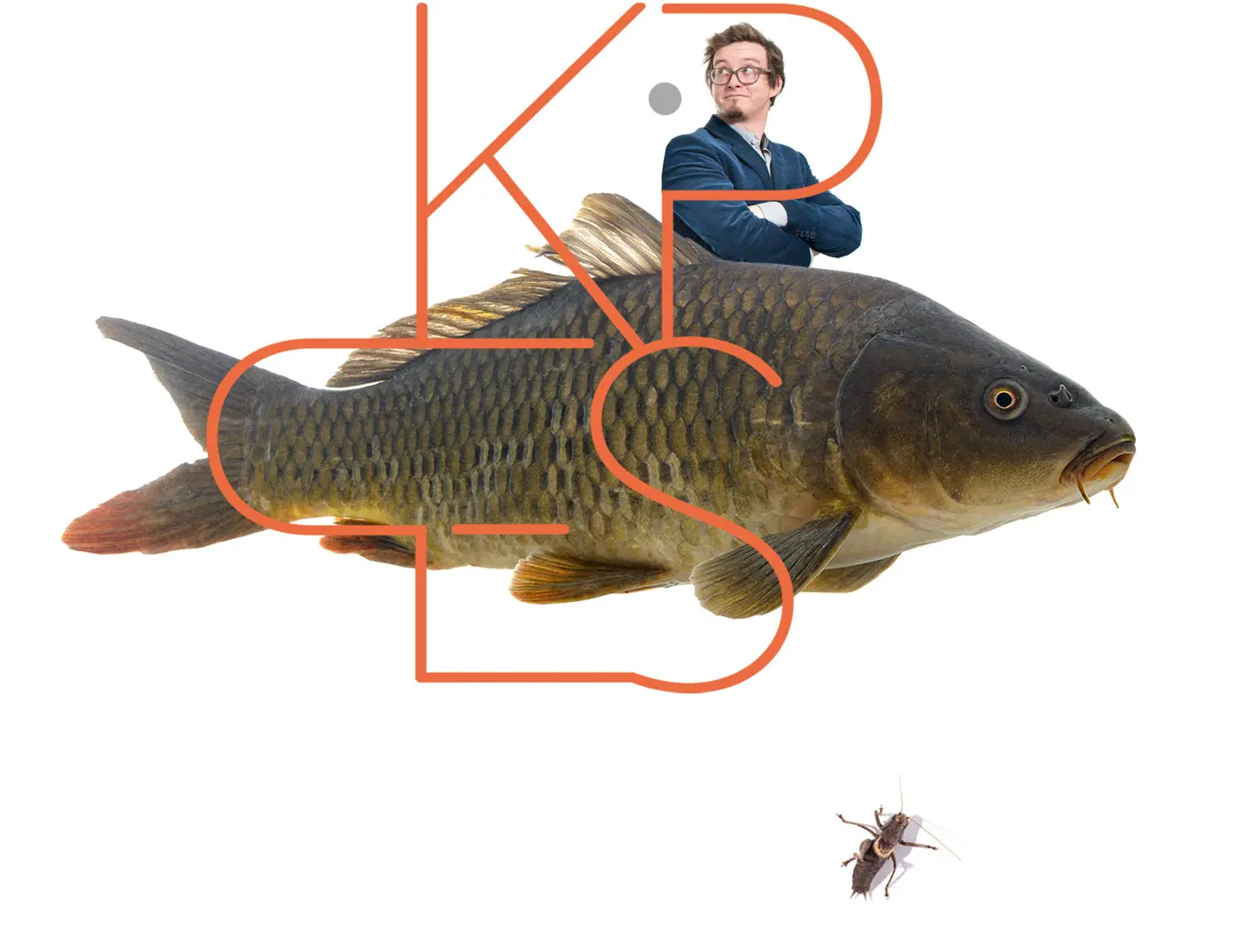 Grafikdeign von Georg Kippes, Foto von einem Karpfen der frei schwimmt, Schuppenkarpfen aus dem Waldviertel, Kippes Logo, Heuschrecke